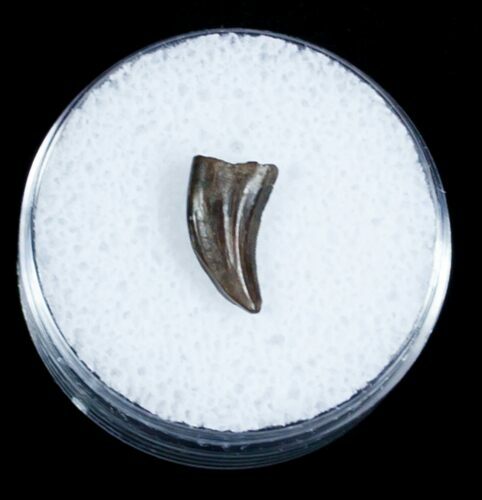 Small Dromaeosaur/Raptor Tooth From Montana #3435